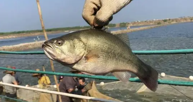 加州鲈鱼冬季养殖宝典：温度调控与水质管理管理，打造恒温生长的养殖环境