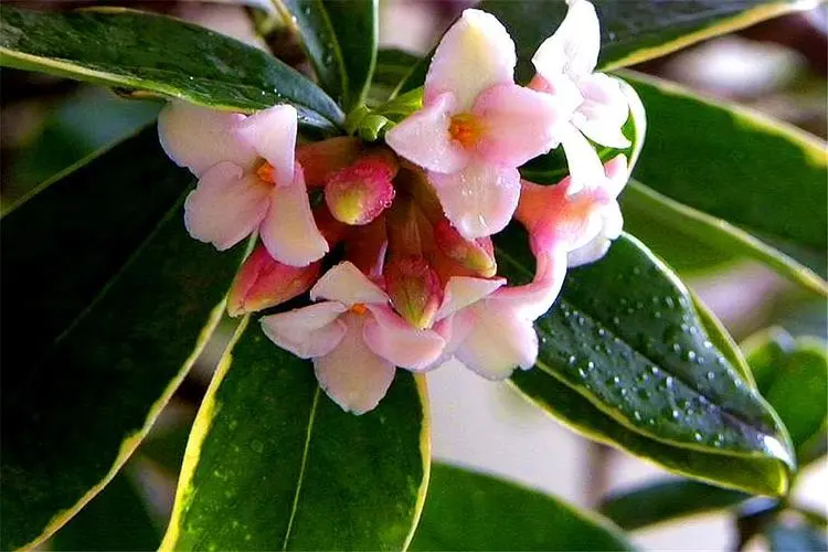 瑞香花一年能开几次花？季节轮回欣赏每一次绽放的美丽与香气