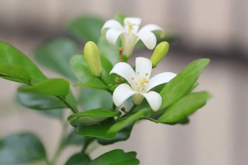 九里香种植养护指南：温度控制与水分管理，打造满室芬芳的家居绿洲！