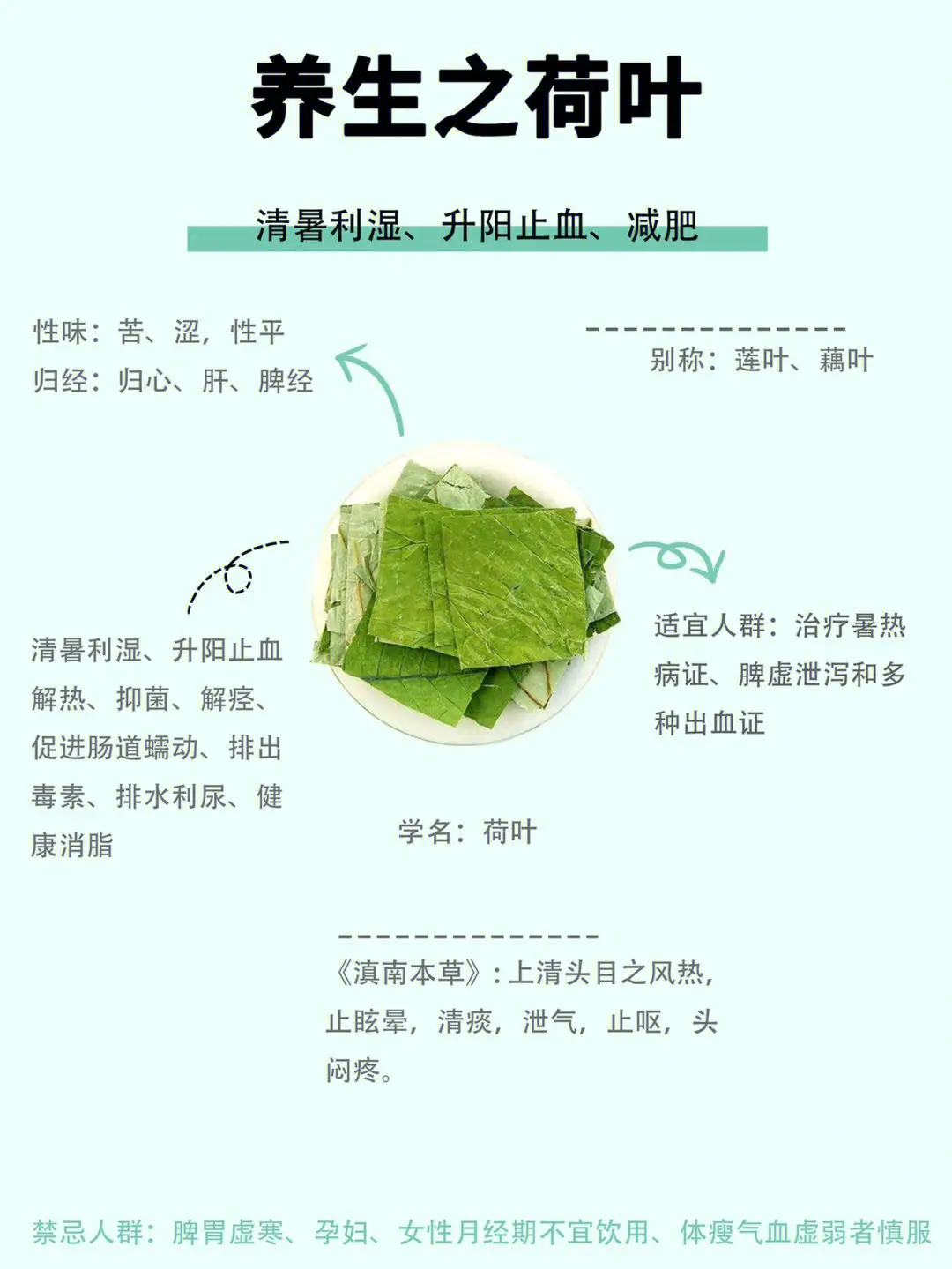 荷花叶的功效与作用全解：清热利湿与减肥瘦身的药用价值与养生作用