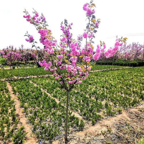 樱花树种植管理方法宝典：温度调控、光照管理与水分平衡打造理梦幻花园