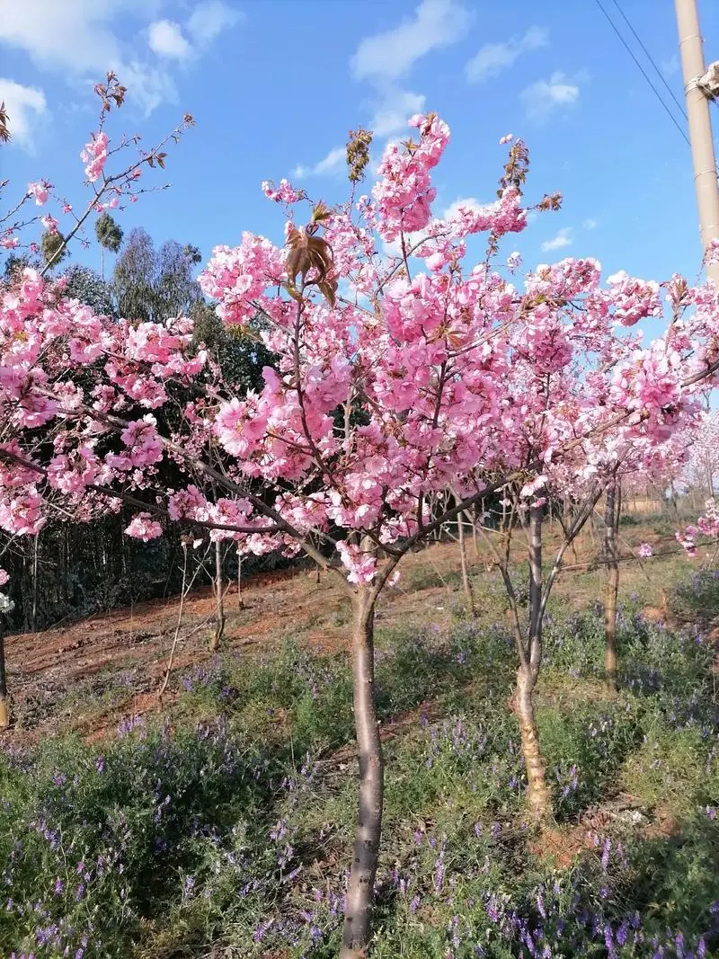 樱花树种植管理方法宝典：温度调控、光照管理与水分平衡打造理梦幻花园