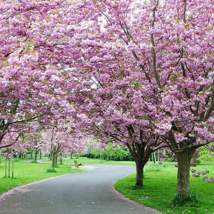 樱花树种植管理方法宝典：温度调控、光照管理与水分平衡打造理梦幻花园