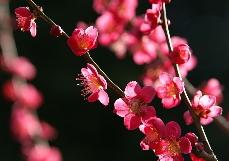 <strong>梅花冬日开花魔法：寒冷环境下的生长奇迹，解析其开花习性的</strong>