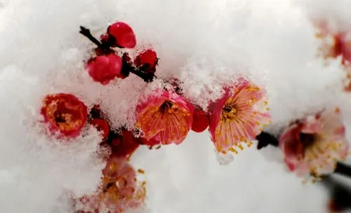 梅花冬日开花魔法：寒冷环境下的生长奇迹，解析其开花习性的科学原理