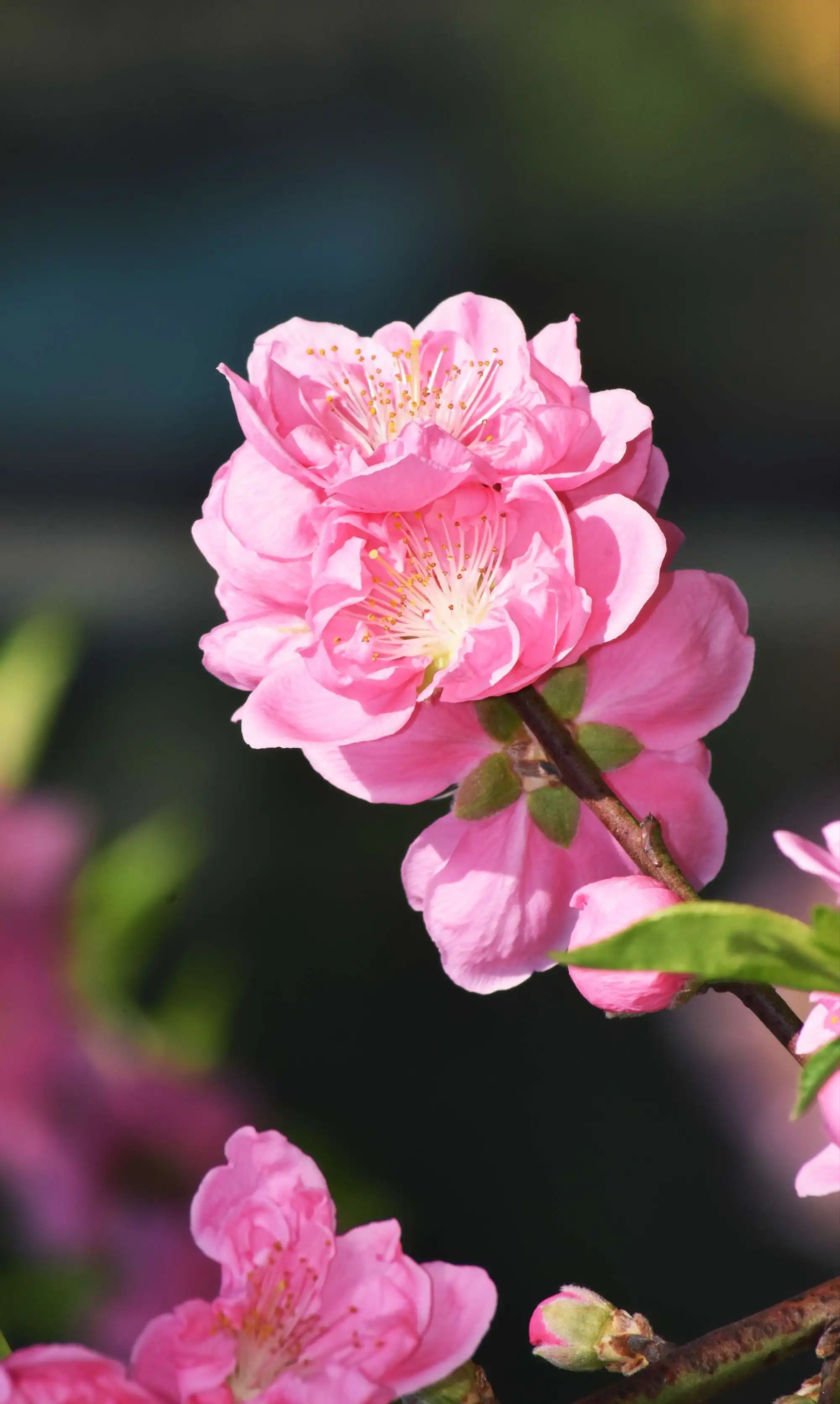 桃花代表什么生肖之谜：探索桃花在十二生肖中的独特地位与文化寓意