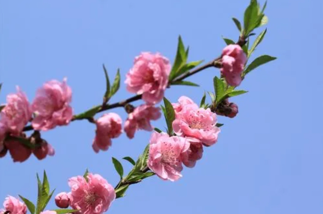 桃花代表什么生肖之谜：探索桃花在十二生肖中的独特地位与文化寓意