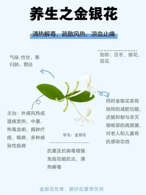 揭秘金银花的功效作用与主治功能：清热解毒、抗菌消炎的全能花卉药材！