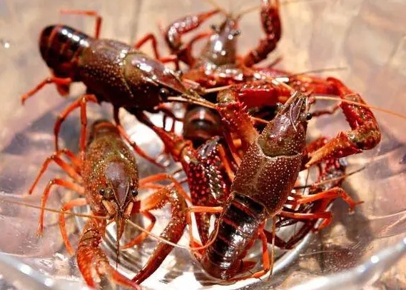 <b>小龙虾吃什么养殖食谱：天然饵料与人工饲料搭配，打造健康养殖的饮食策略</b>