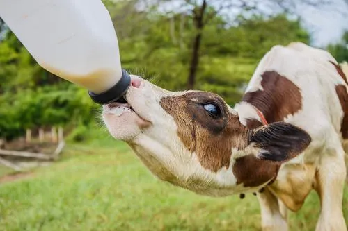 牛犊喂养技术，从初乳到断奶，揭秘科学喂养与健康管理指南