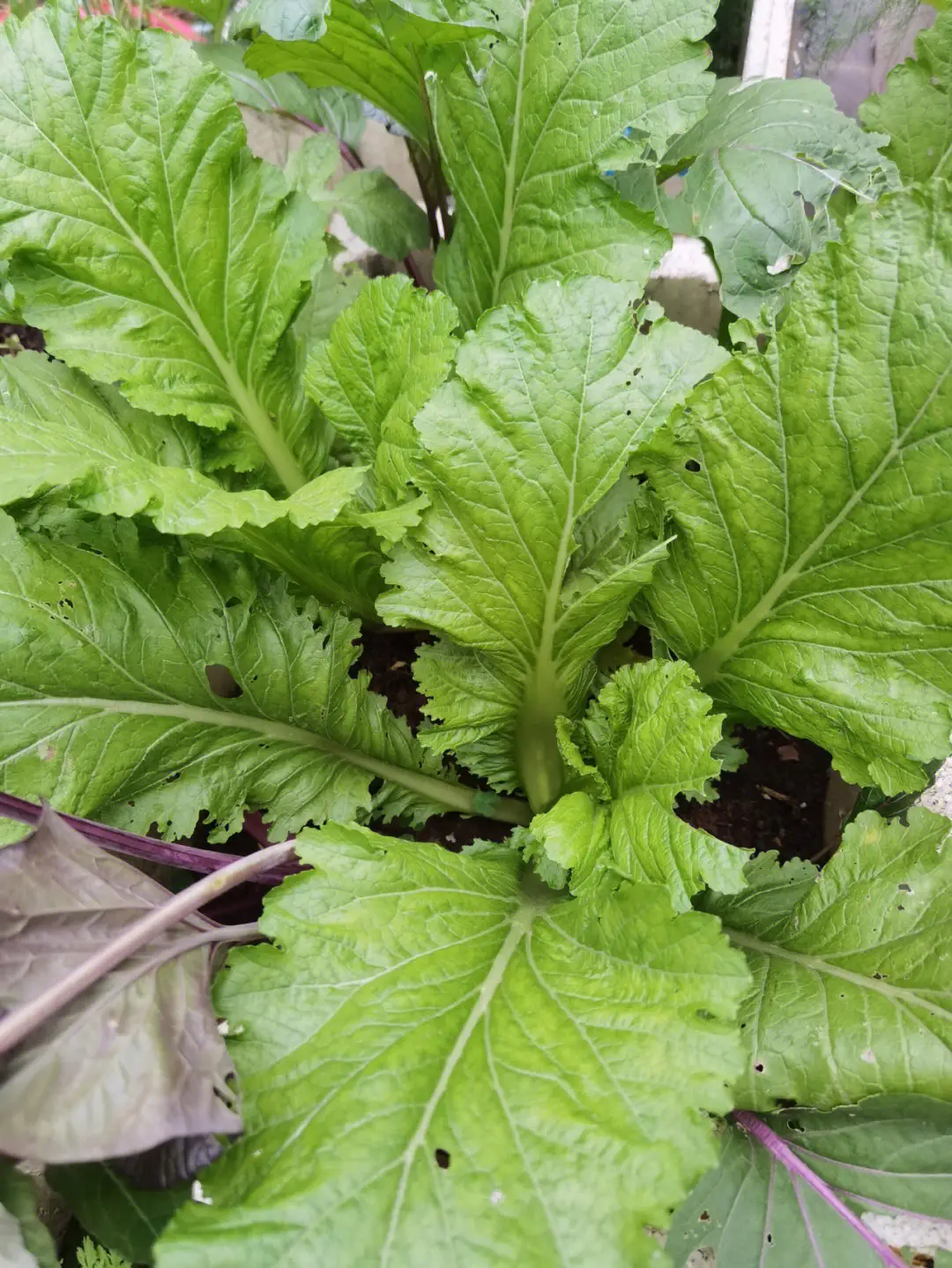 芥菜种子种植方法：土壤与播种管理的实践指南提高产量