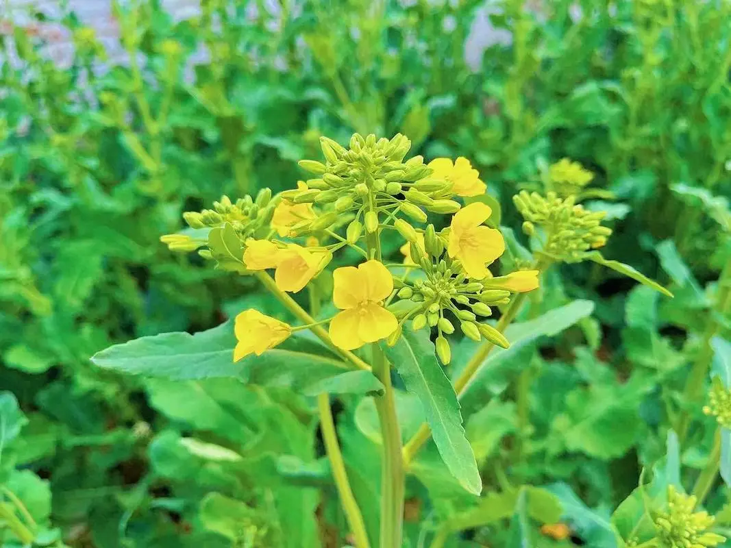 油菜和油菜花是同一种植物吗科学解析，全面解析其生长周期与形态特征