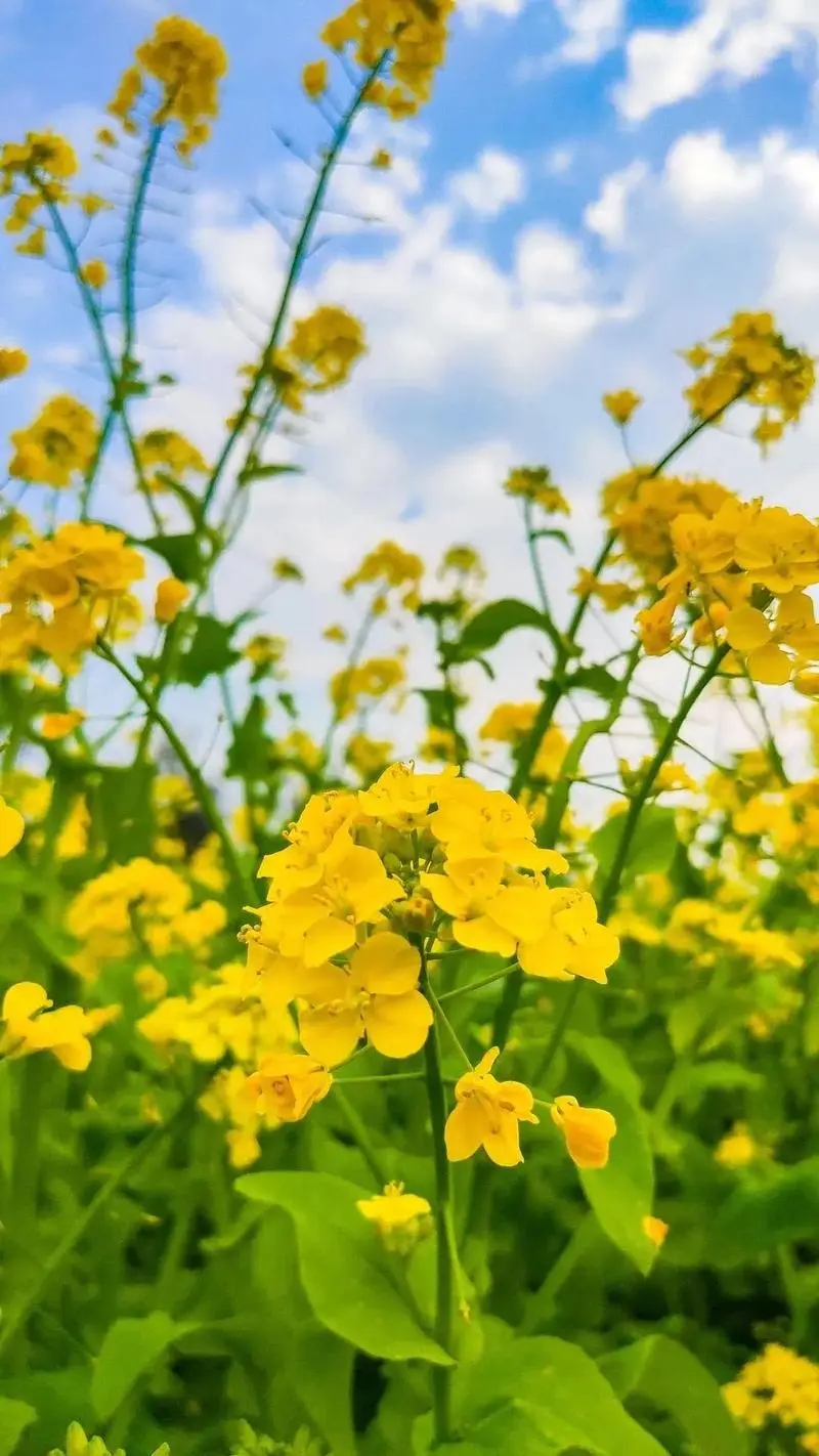 油菜和油菜花是同一种植物吗科学解析，全面解析其生长周期与形态特征