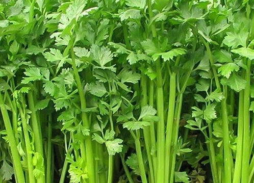 <b>芹菜是植物还是蔬菜的身份解密，全面解析芹菜生物属性与食用价值</b>