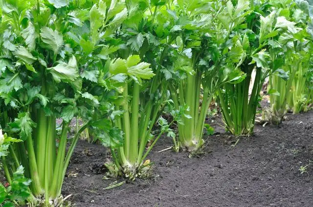 芹菜是植物还是蔬菜的身份解密，全面解析芹菜生物属性与食用价值