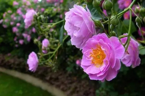 <b>蔷薇花养殖方法秘籍：打造打造繁花似锦满园春色只需这几步事项！</b>