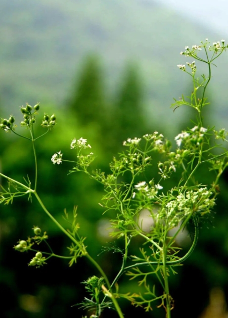 香菜会开花结种子吗？植物学角度下的香菜繁殖奥秘