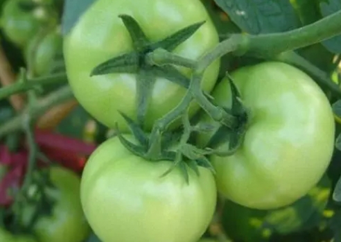 <b>西红柿是怎么变红的？从生物化学角度解析番茄色泽变化</b>