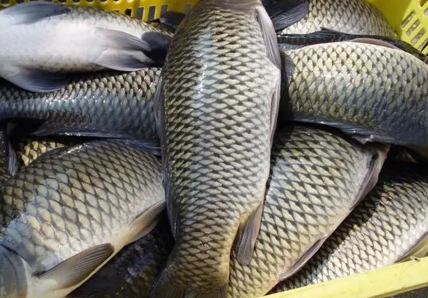 <b>淡水鱼类常见病症的早期预警与防治方法，让渔业养殖无忧</b>