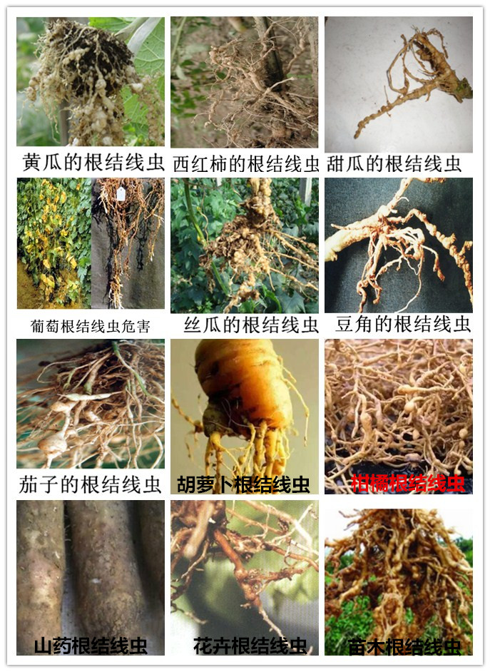 农业种植根结线虫病：症状辨识与综合防治策略，守护作物根基健康