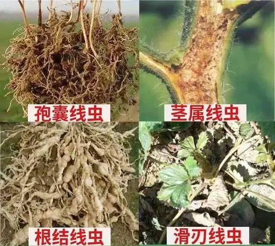 农业种植根结线虫病：症状辨识与综合防治策略，守护作物根基健康