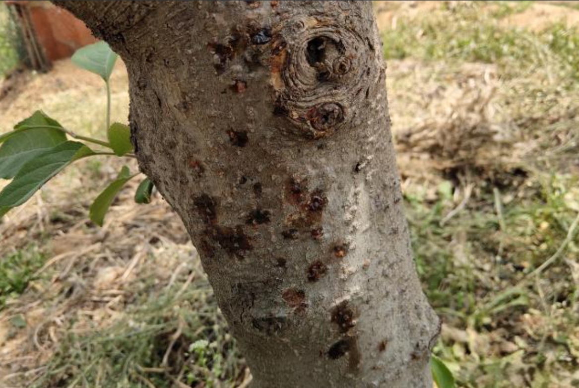 <strong>苹果树溃疡病：识别病斑，精准防治技术守护果园绿色财富</strong>