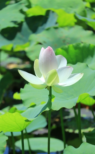 8月开花赏花盛宴地图：从城市公园到乡村小径，探寻夏日余晖下的花卉宝藏