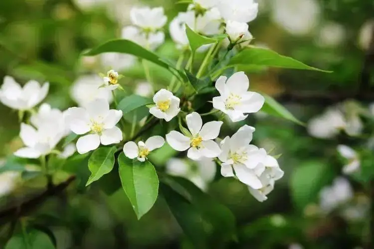 8月开花赏花盛宴地图：从城市公园到乡村小径，探寻夏日余晖下的花卉宝藏