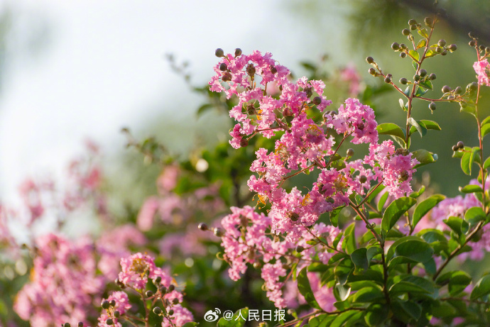 8月开花赏花盛宴地图：从城市公园到乡村小径，探寻夏日余晖下的花卉宝藏