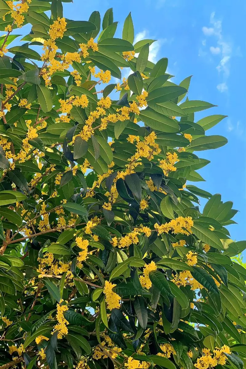 8月开花赏花盛宴地图：从城市公园到乡村小径，探寻夏日余晖下的花卉宝藏