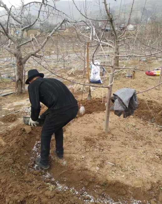 苹果树秋季施肥：黄金时间与科学方法奠定丰收基础