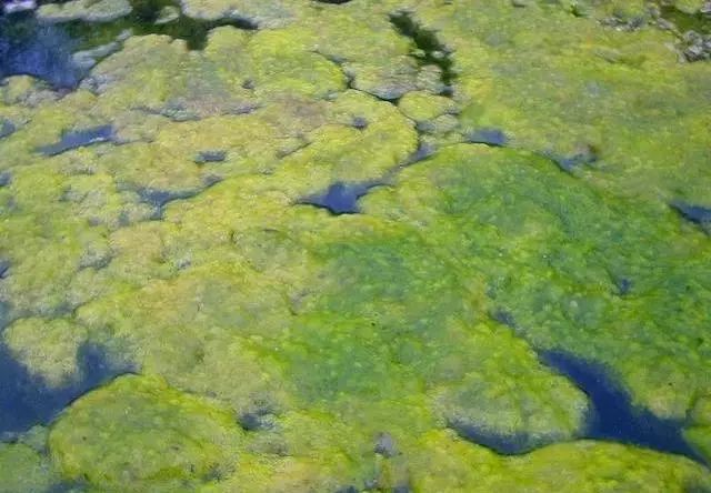 青苔危害和构建多防线防治，从物理清除到生物抑制，保障果林绿色透气