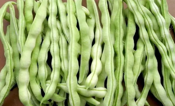 <b>四季豆是一年四季都有的吗？探索其全年供应的种植与市场机制</b>