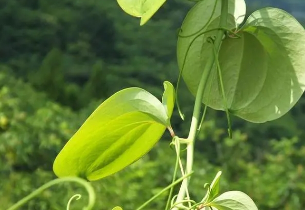 黄金藤长什么样子图鉴：从叶片到茎蔓，全方位展示其独特魅力