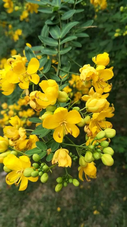 粉花决明花语：温柔的宣言，传递温柔情感的使者