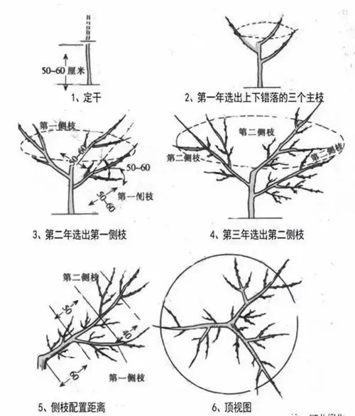 蟠桃树怎么剪枝技术图解大全。科学修剪提升果实丰收品质