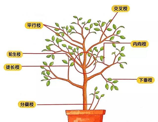 平安树修剪手册：时间选择、工具准备与修剪枝步骤让美丽加倍