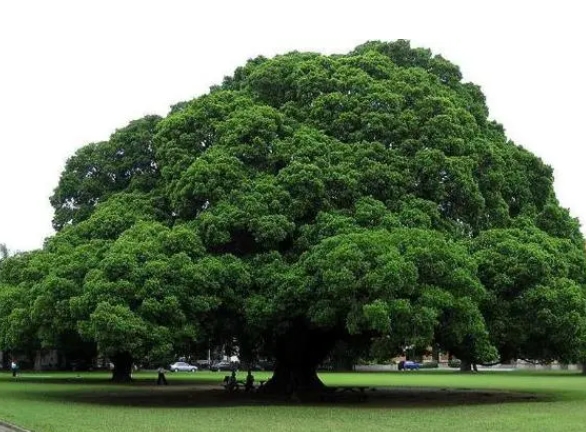 <b>榕树的主要价值和用途：城市绿肺美化、经济和药用效益与产业文化价值资源</b>