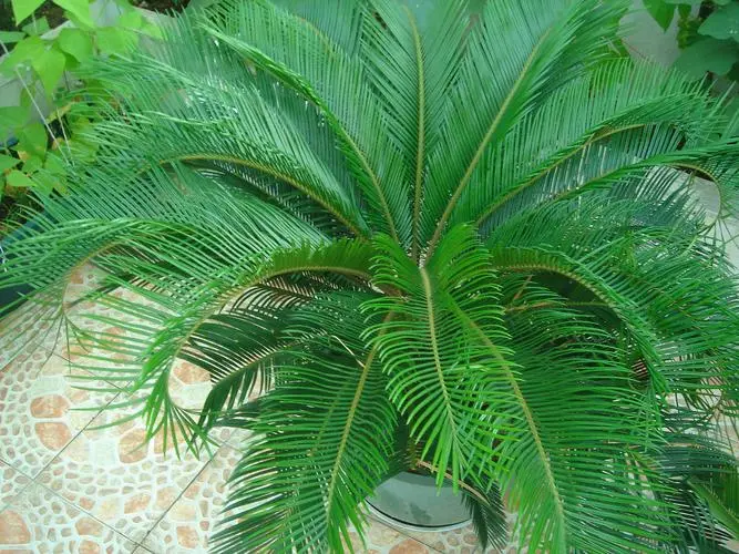 铁树是树吗？揭秘铁树的名树却非树的植物学分类身份