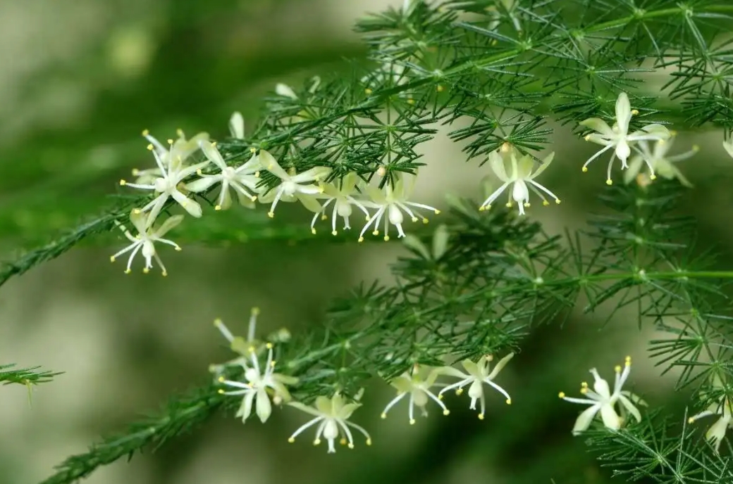 文竹会开花吗？文竹隐藏的开花秘密，这份美值得你等待！