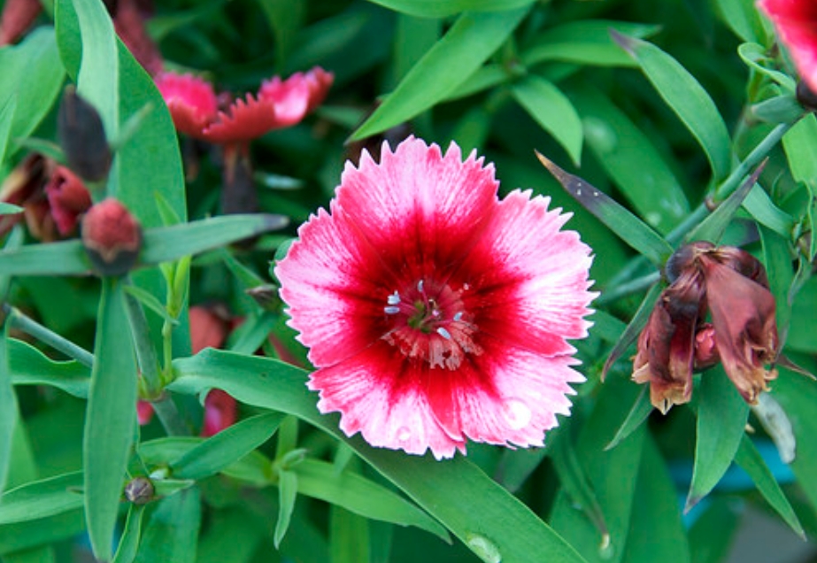 <b>美丽传奇康乃馨：不只是花，它还有个地中海老家呢！</b>