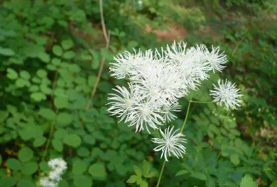 唐松草的功效与作用-清热泻火、保肝护心的全能花卉+中药