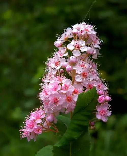 柳叶绣线菊开花花期6--8月的夏日花海观花观叶佳品