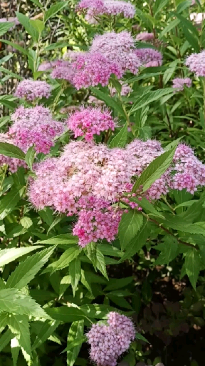 柳叶绣线菊开花花期6--8月的夏日花海观花观叶佳品