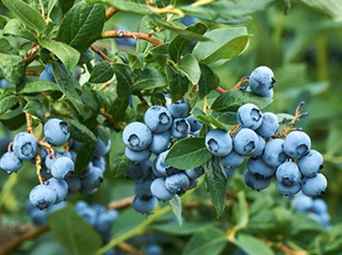 <b>蓝莓树冬天掉叶子吗？自然规律下的智慧生存</b>