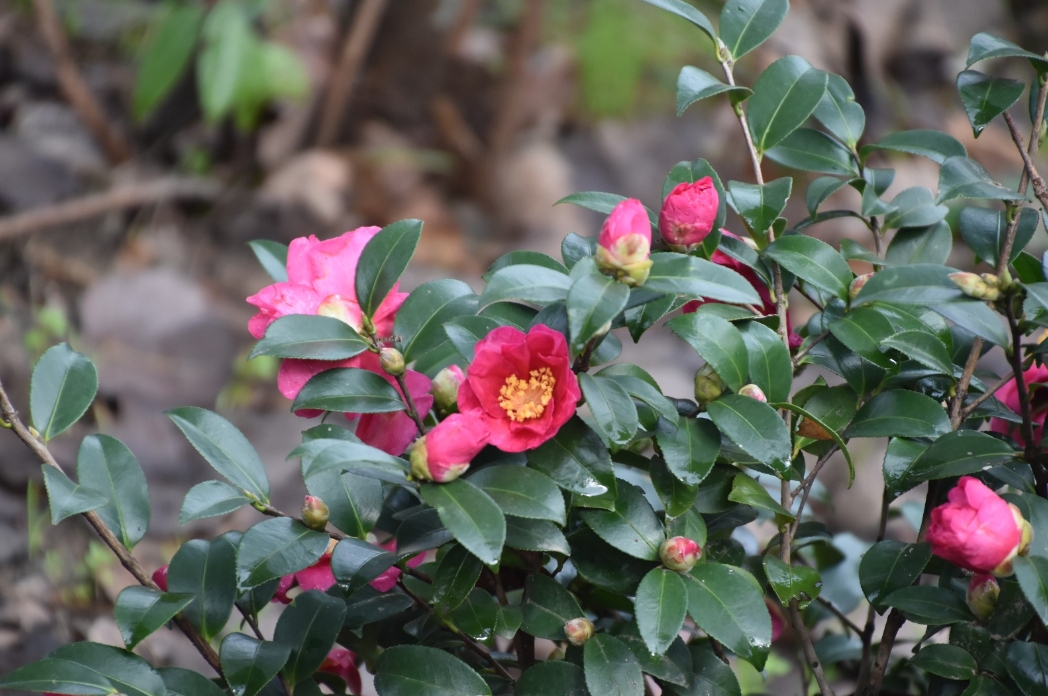 茶梅是茶花还是梅花？一花两世界破解茶花与梅花之间的真相与误会！