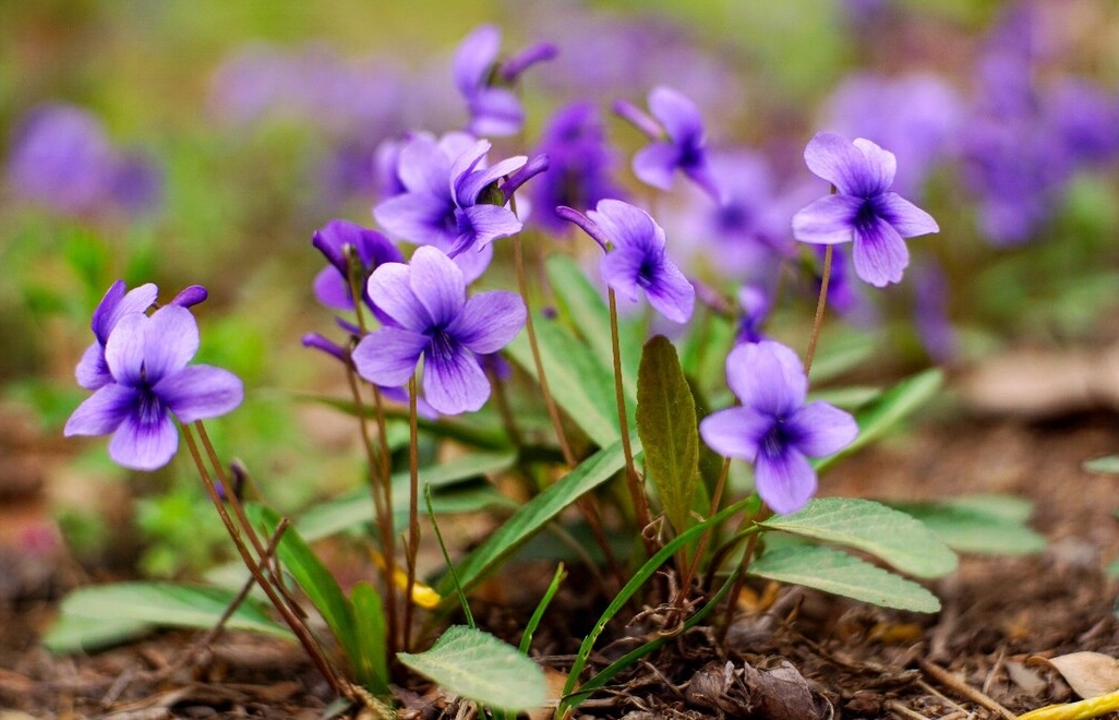 <b>错过等一年！紫花地丁种植黄金时间搭配科学种植法，花开满园不是梦</b>