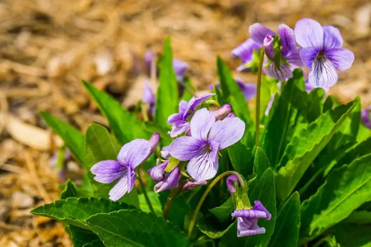 错过等一年！紫花地丁种植黄金时间搭配科学种植法，花开满园不是梦