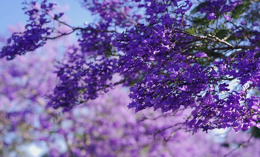 <b>揭秘蓝花楹最佳种植生长地，打造梦幻紫色风景线！</b>