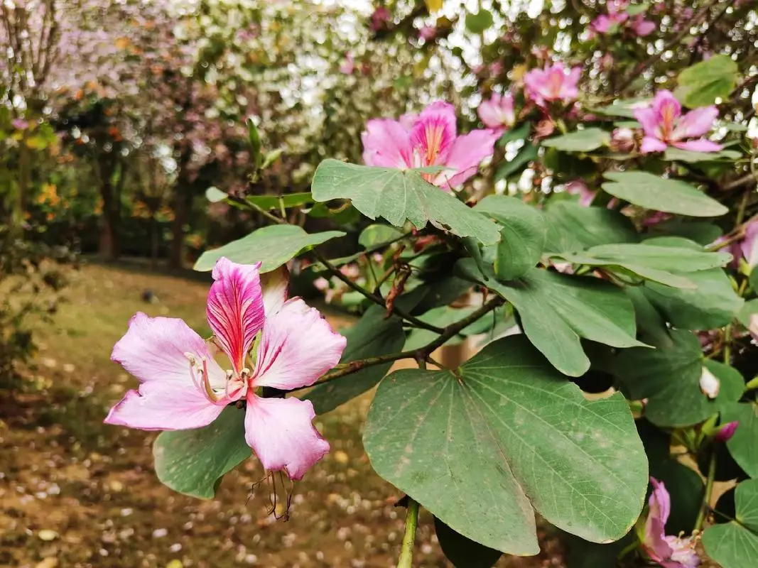 羊蹄甲的果实可以吃吗？是自然美味馈赠还是隐藏风险？